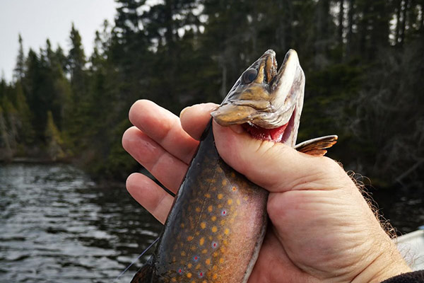 Pêche à la truite - Saint-Paul-de-Montminy Québec